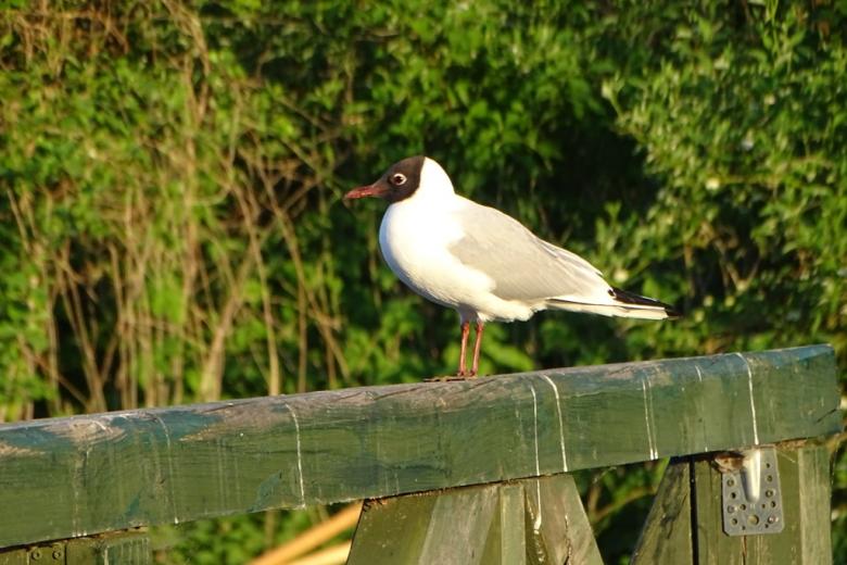 Bialy ptak z cimną główką siedzi na barierce